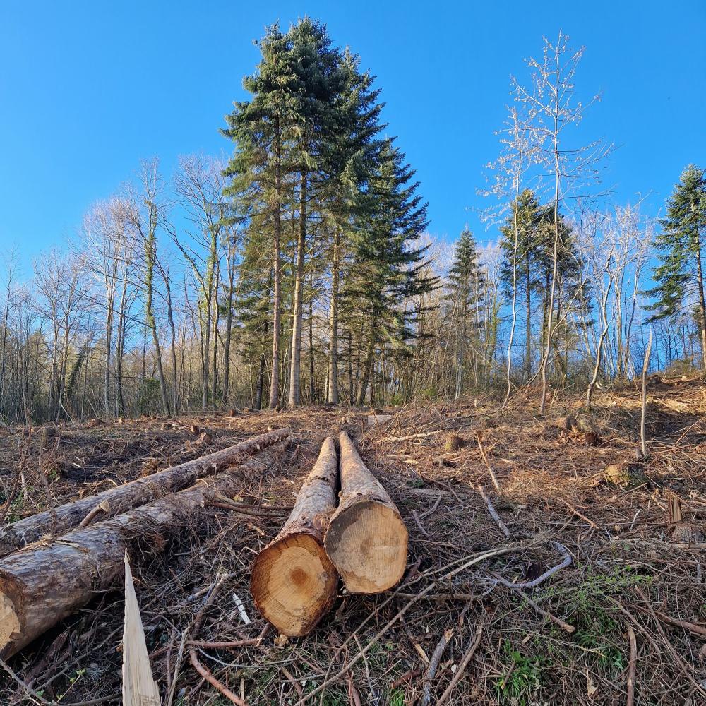 Forêt d'Argonay après infestation de scolytes