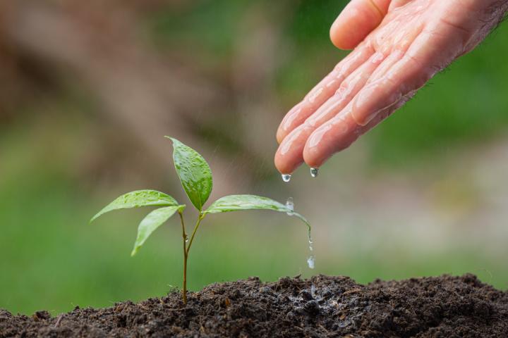 Une pousse de plante dans la terre, avec une main au-dessus