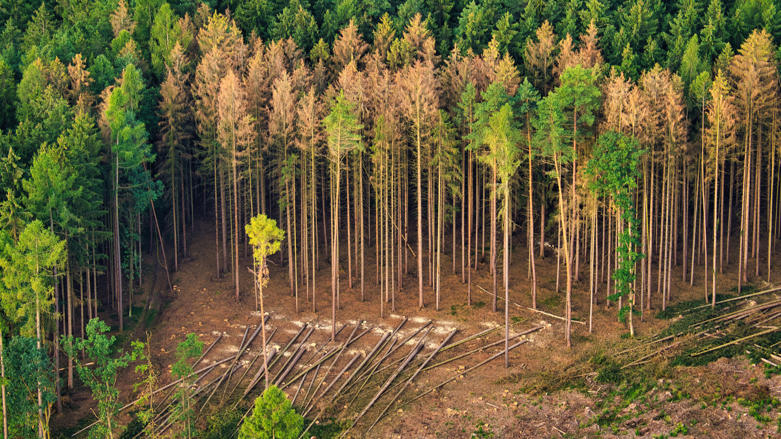 Forêt abattue après infestation de scolytes