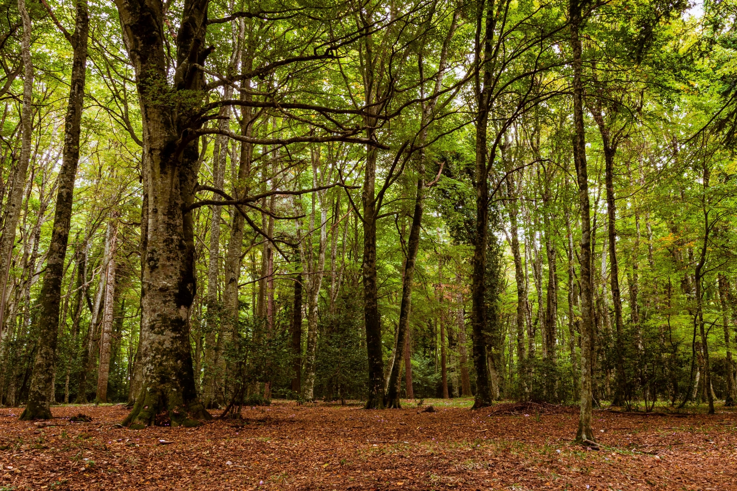 Photo d'une forêt avec de grand arbres vert. Le sol de la forêt est recouvert de feuilles marrons, jaunes et oranges.